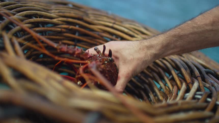 A man removes a live lobster from a wicker basket