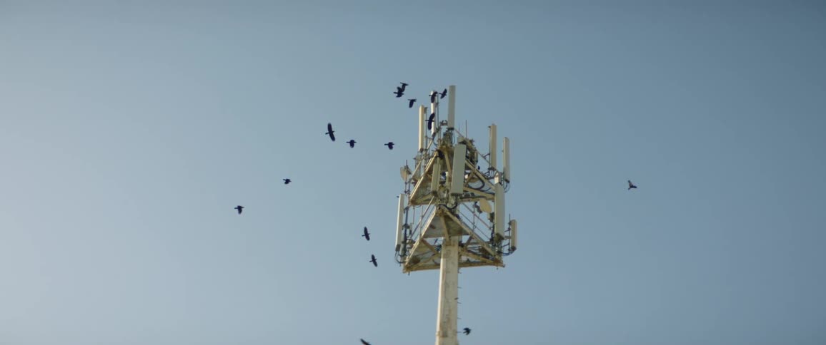 Birds are flocking around the top of a cell phone tower