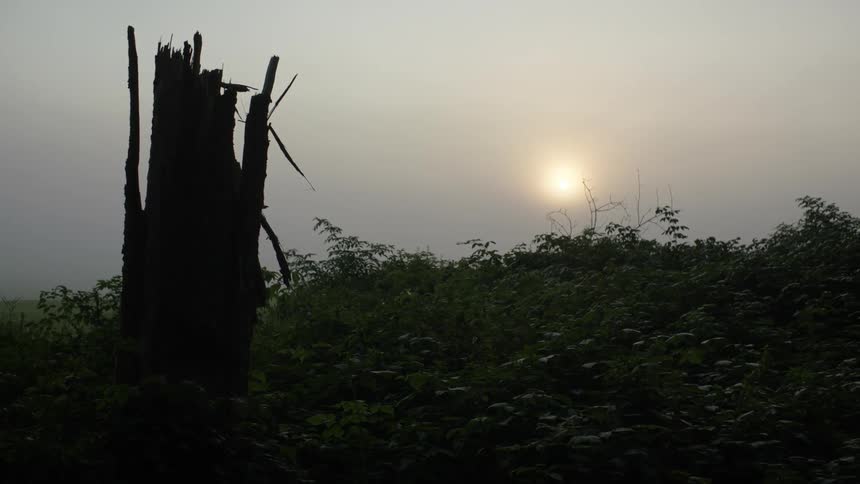 Splintered wood stands in a field of plants and the sun is on the horizon in a hazy sky
