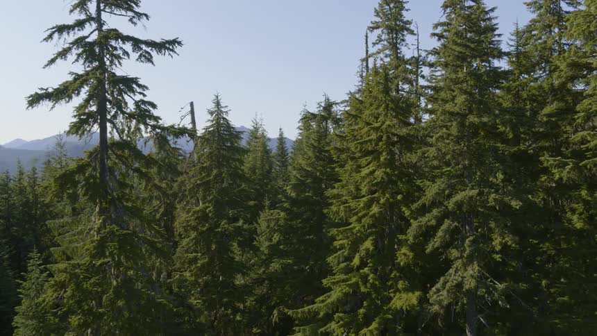 Slow push between the trees of an evergreen forest