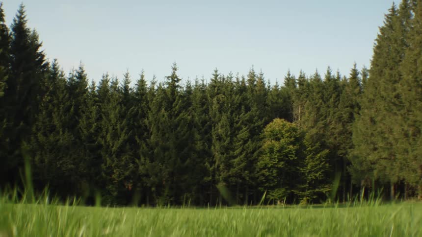 Blades of green grass are swaying in the wind in a meadow surrounded by trees