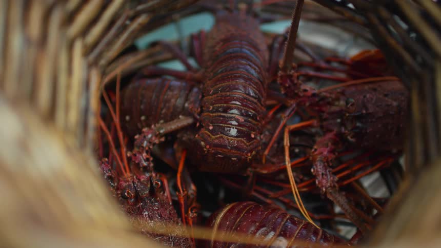 A wicker basket with lobster in it