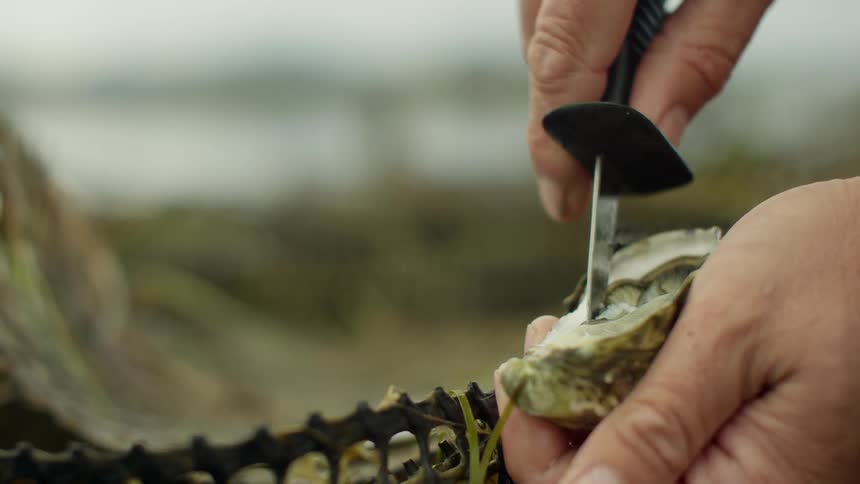 A person uses an oyster knife to open an oyster then cut it out of the shell