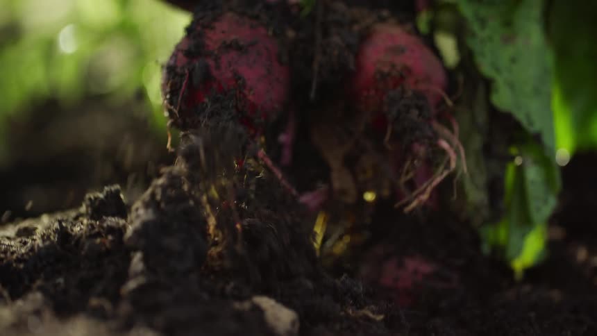 A person lifts a bunch of radish from the soil