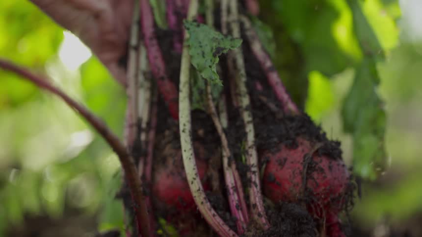 Hand plucking radishes from the ground on a farm at morning