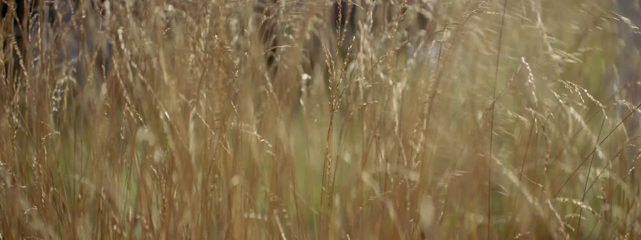 Close up of wheat blowing in the wind