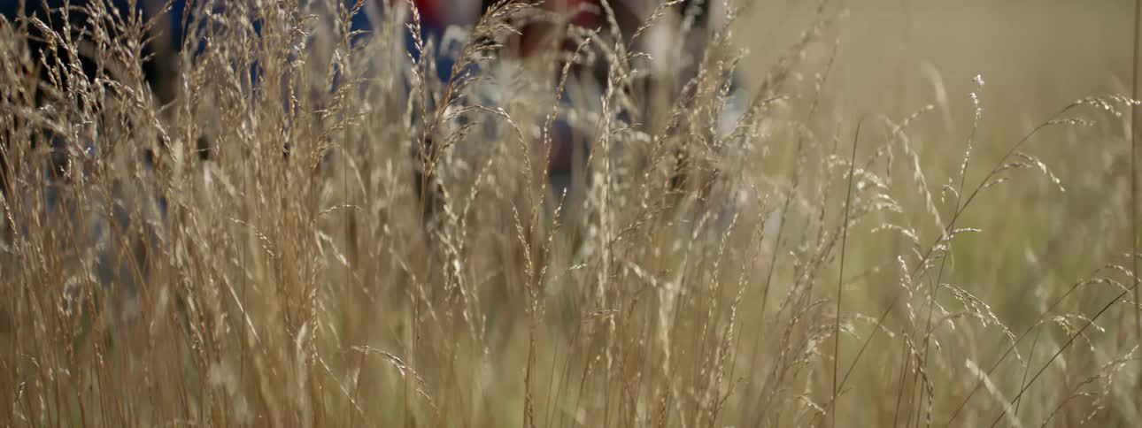 Wheat that has gone to seed sways in the wind