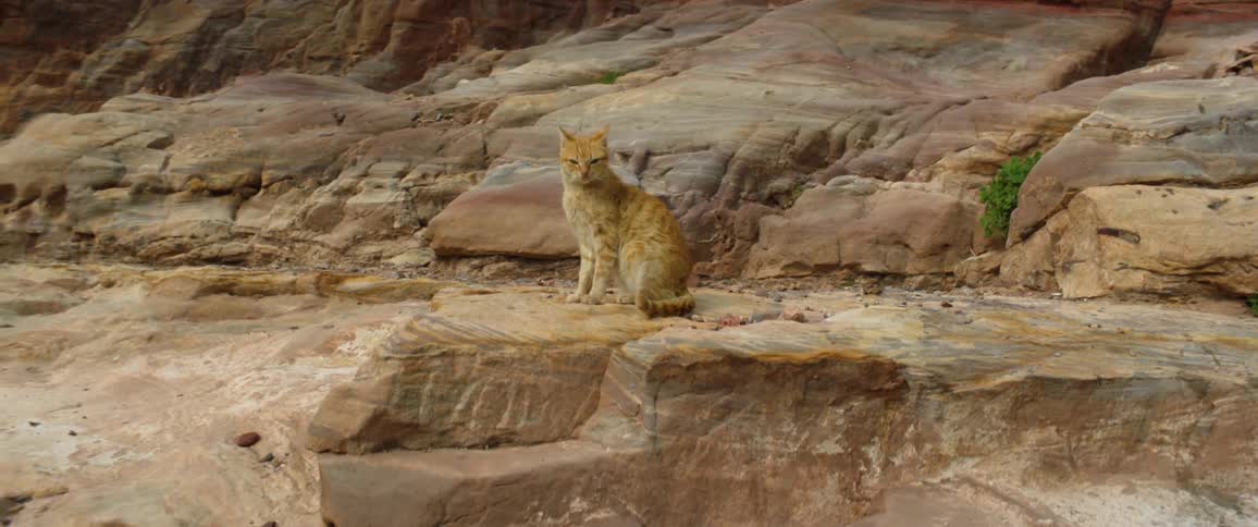 Yellow stripped orange cat sitting on a rock in the desert