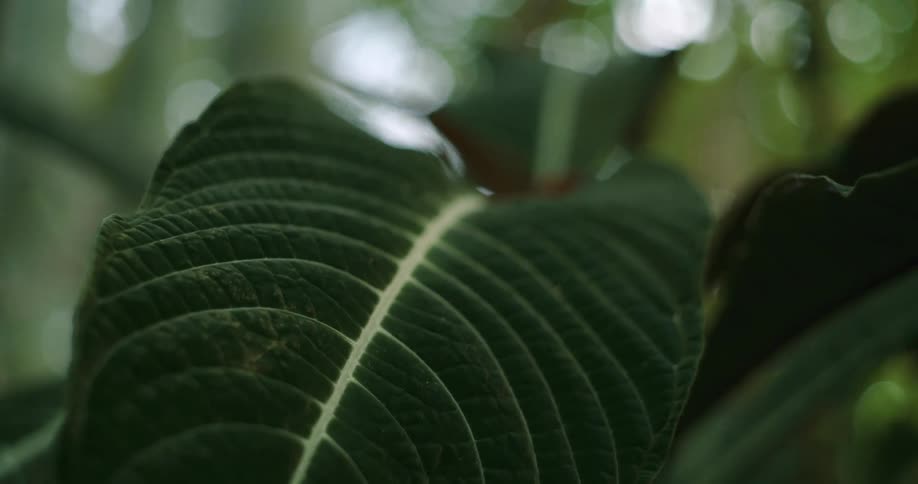 Plant with broad dark green leaves and pale veins sits outdoors among other paler plants