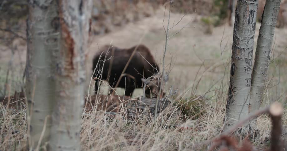 A large mammal is grazing in a field within a woodland area during the fall season in the daytime