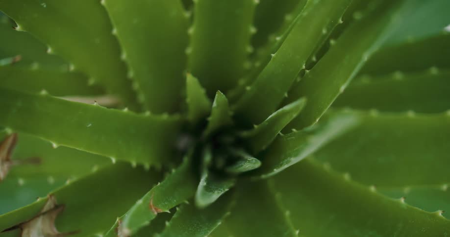 A very close view of a plant with thorny leaves in the daytime