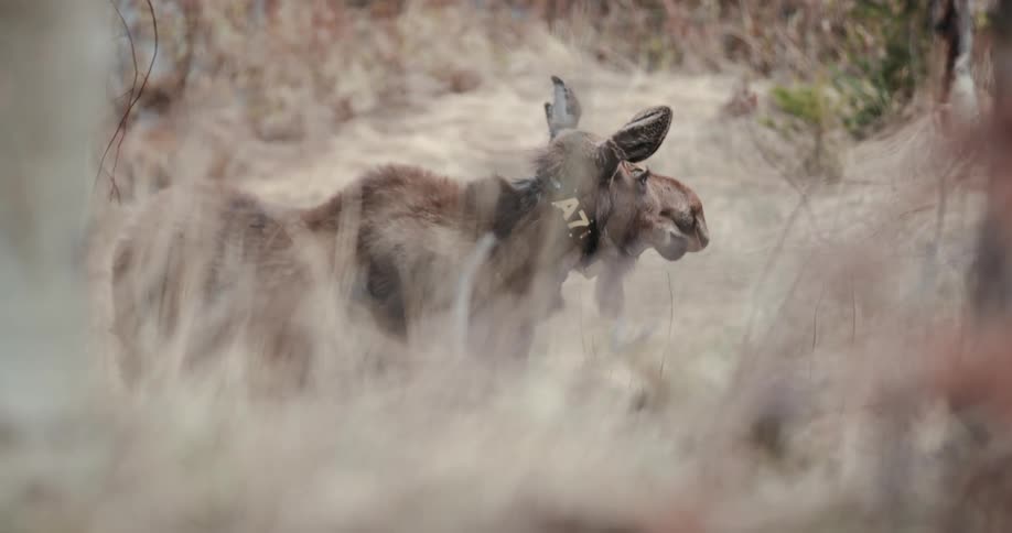 Animal with tag stands among dried grasses looking ahead