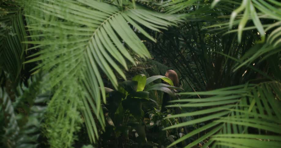 A jungle with plants and trees with a woman with a jacket walking in the background