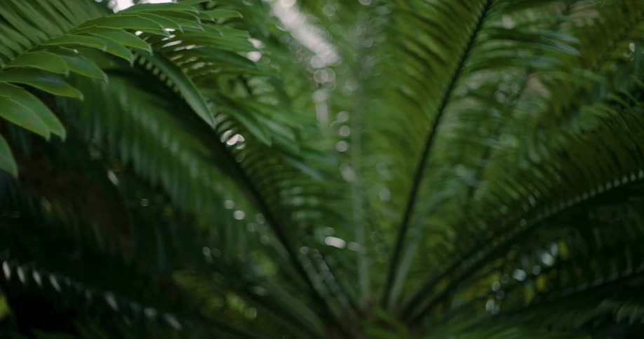 Green leaves of a plant