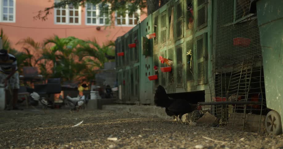 A man is throwing food to chickens outside a chicken coop