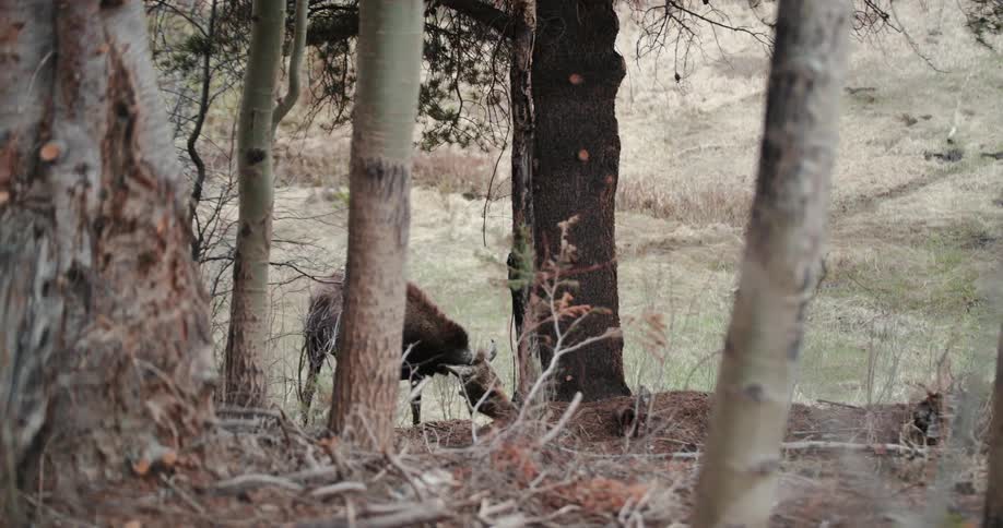 A moose is eating grass in a field behind trees in the wilderness