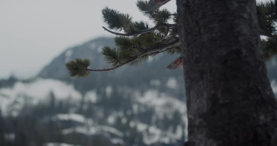 A snowy evergreen forest on a mountain side during the winter on an overcast day