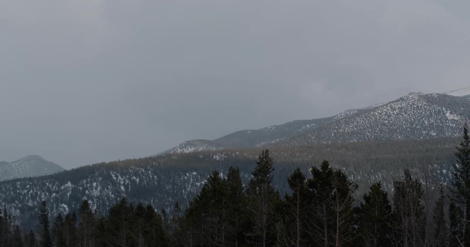 Pine tree forest near the snow covered slopes of a mountain under the mist on an overcast day