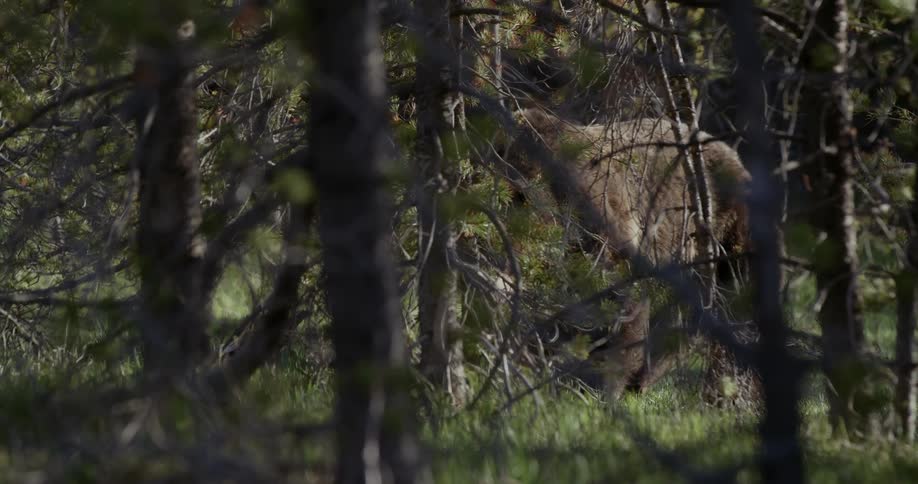 An animal eating grass in a forest