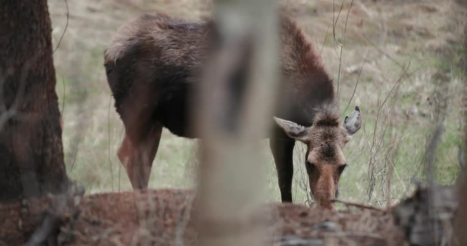A moose is grazing on the grass