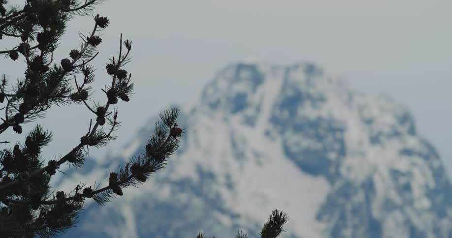 Pine tree branches full of pine cones contrast with snow covered mountain in background