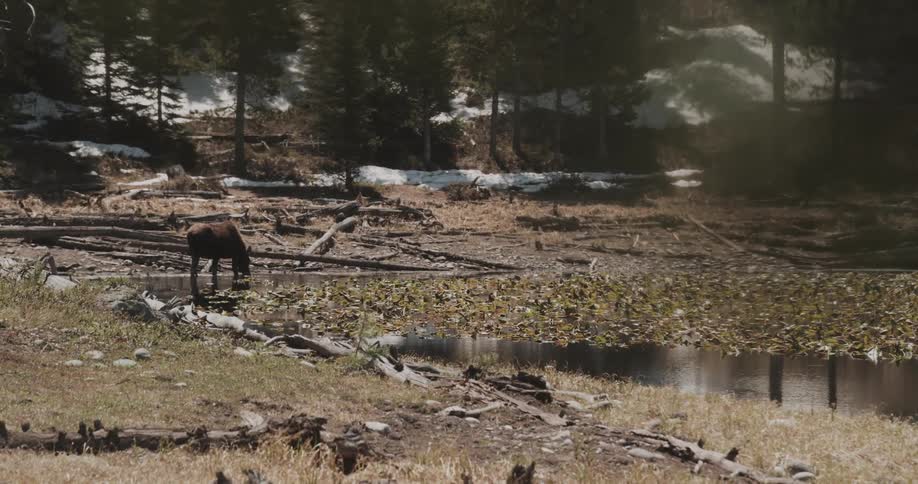 Moose drinking water on the shore of a lake near the snow covered forest