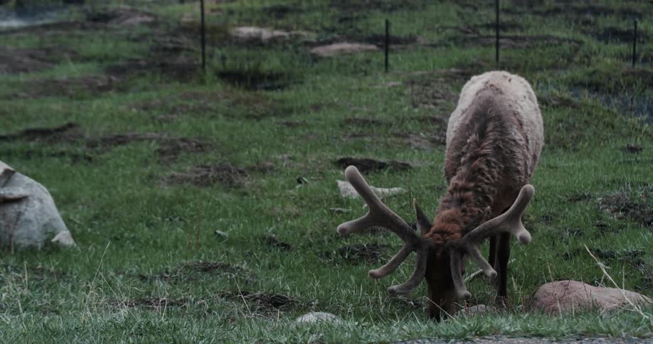 A moose eating grass