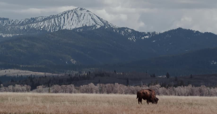 A lone bison grazes in a grassland beneath a snow capped mountain on a cloudy day