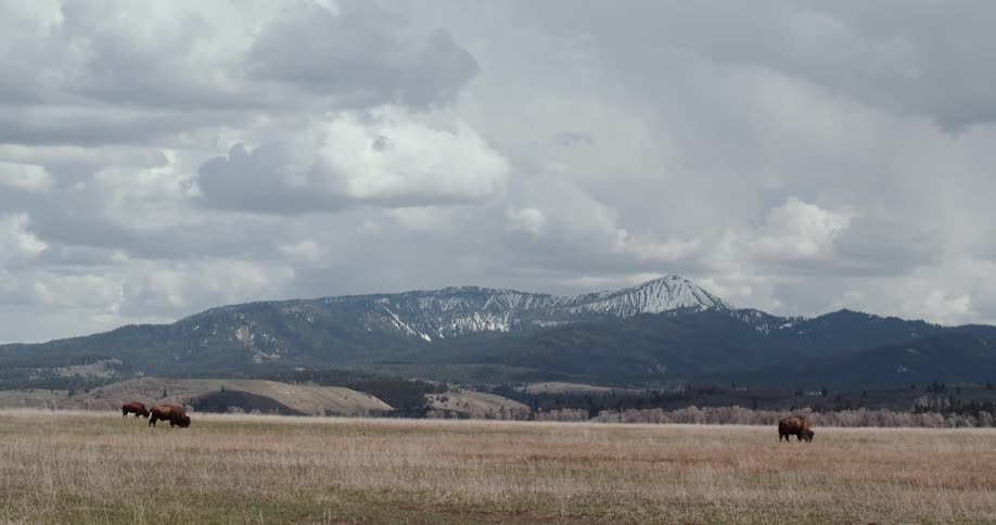 Herd of bison graze on plains near foothills leading to snow capped mountains
