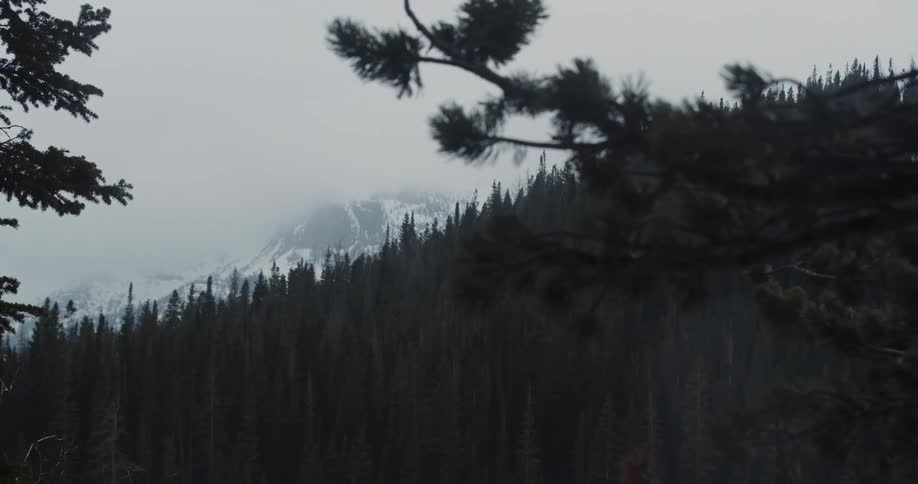 A slope of evergreen forest trees with a snow covered mountain just visible in fog