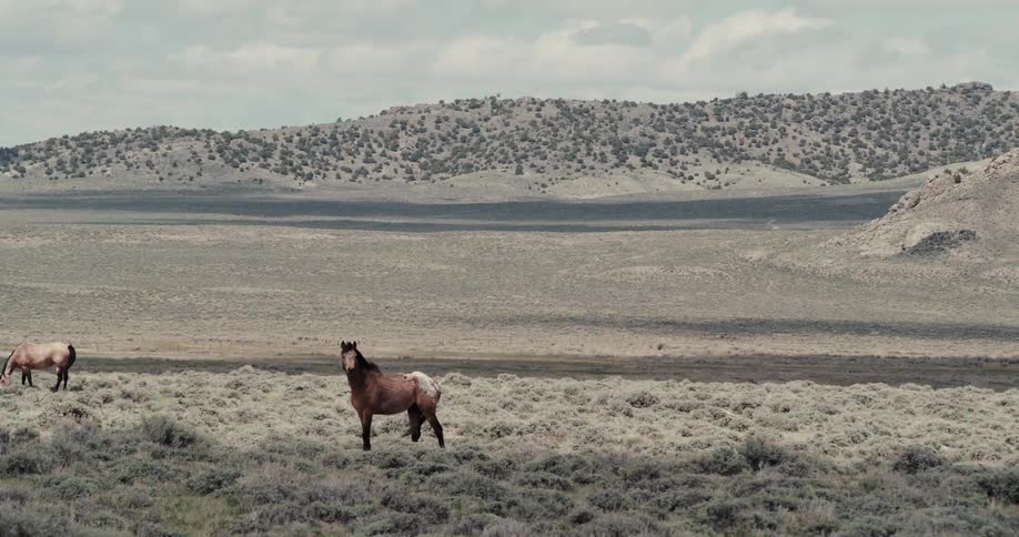 Two horses are standing in an open field with mountains in the distance
