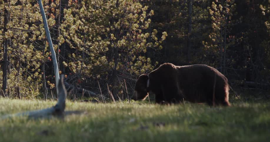 Tagged grizzly bear walks on grass past wooded area