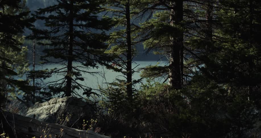 A small lake is surrounded by forest trees in the wilderness