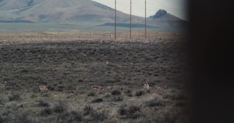 A herd of deer pause in grazing looking up alert