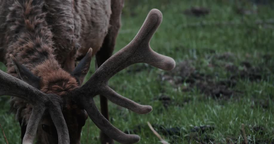 A deer standing outdoors in a field