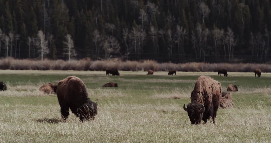A herd of bison graze in a grassland during the day