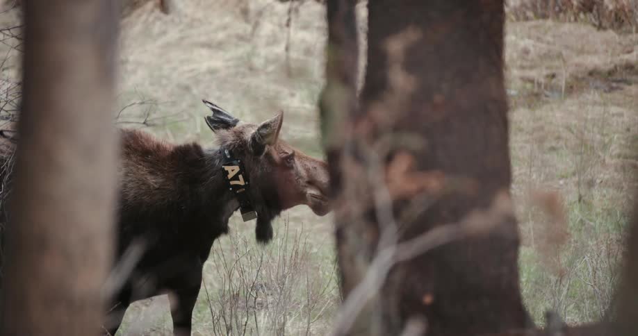 A moose is chewing on grass behind the tree