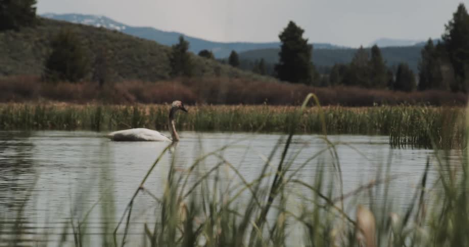 A duck in in a pond surrounded by tall grass and trees and mountains in the distance