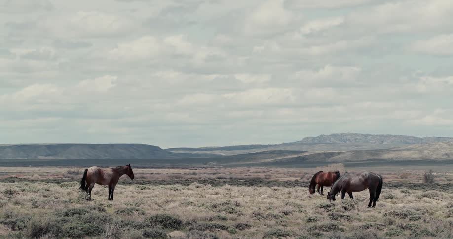 Horses on a grassy plain with a mountain range the sky and clouds in the background