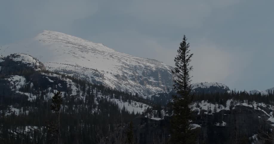 View of forest on snowy mountain slope