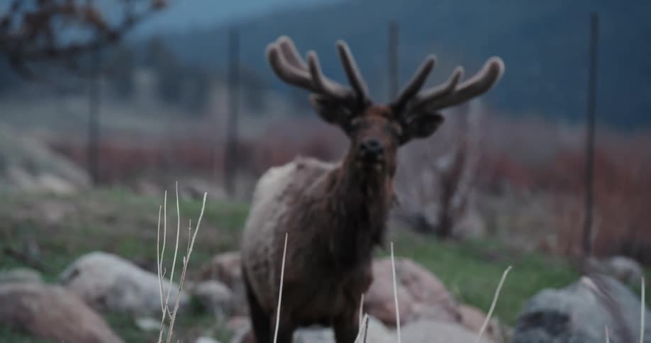 Elk stands looking and chewing on slope near boulders with fence and mountain in background