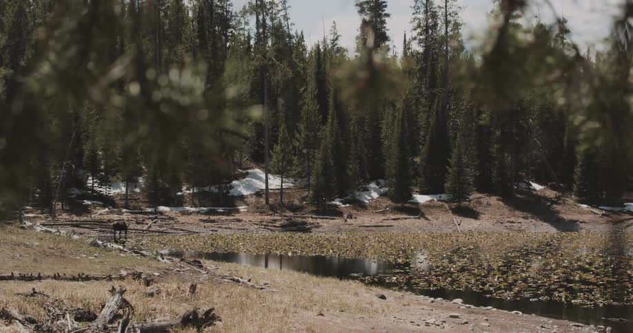Pine rtee forest near the shores of a lake in a national park