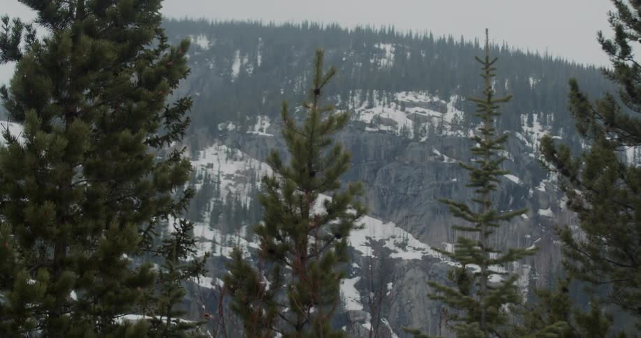 Pine trees on a forest in front of the snow covered slopes of a mountain at winter