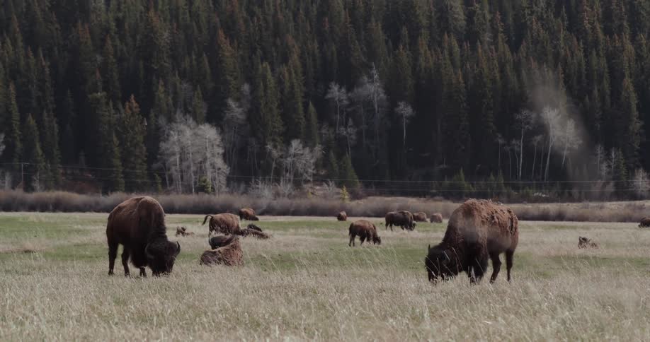 A herd of buffalo graze and lie in the grass
