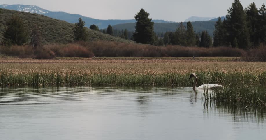Swanmoves through reflective water near marsh grasses with hill forest and mist covered mountains in background