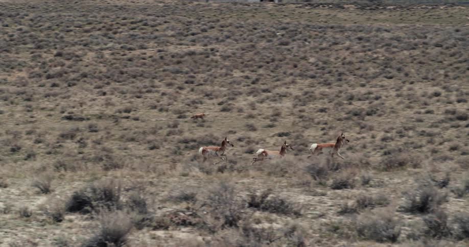 Part of a herd of running antelope stop and change direction while the rest continue on