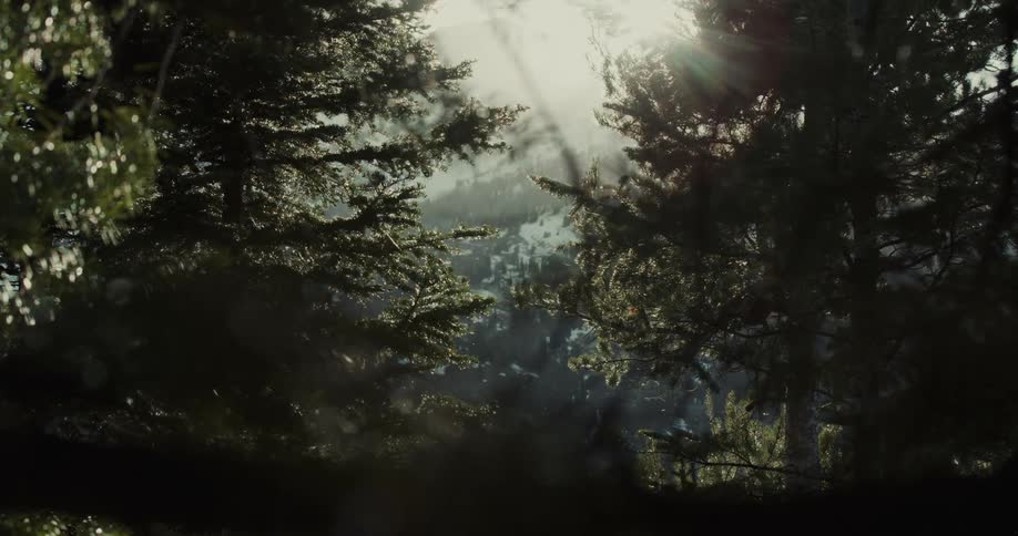 A panning shot of nature at morning