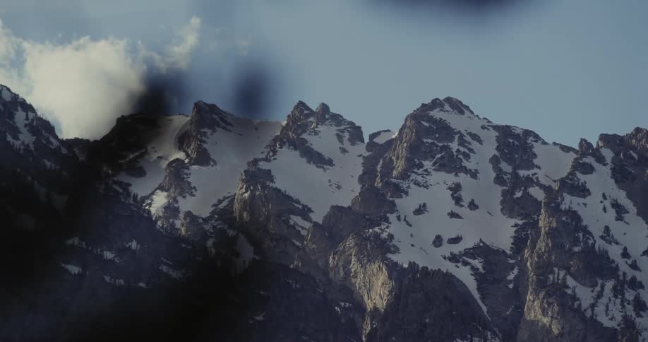 Snow covered mountains are screened by leafy plant under a cloudy sky
