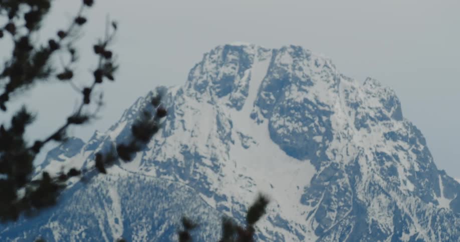 Pine trees of an evergreen forest with a snowy rocky mountain in the distance on an overcast day