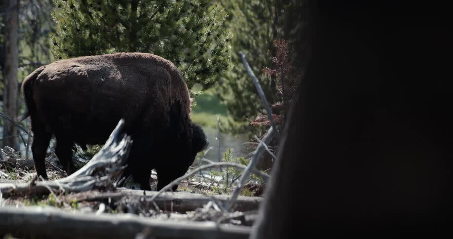 A buffalo surrounded by plans and trees with a stream in the background